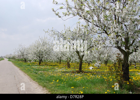 La fioritura degli alberi da frutto e il tarassaco Hesbaye Belgio Foto Stock