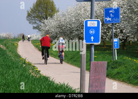 Escursioni in bicicletta tra la fioritura degli alberi da frutto vicino a Sint Truiden, Hesbaye Belgio Foto Stock