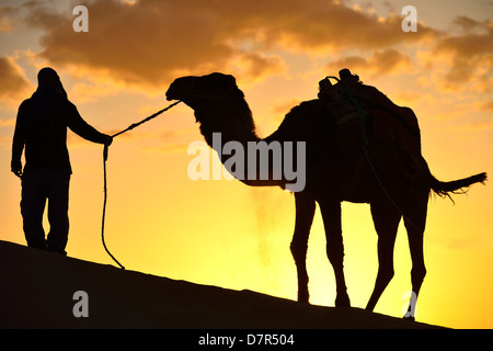 Dromedari sulle dune a Douz, sud della Tunisia. Foto Stock