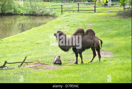 Camel nel giardino zoologico Foto Stock