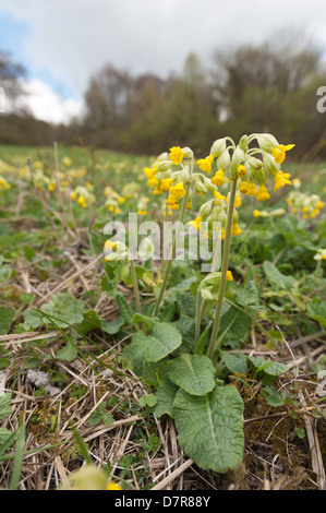 Inglese comune cowslip primavera sbocciano fiori selvaggi sul sud gestito prateria chalk hill slope primrose giallo flusso selvatico Foto Stock