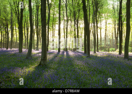 Bella la mattina presto luce ombre di colata in un legno bluebell vicino a Arundel in Sussex, Regno Unito Foto Stock