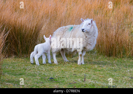 Pecore e agnelli, Highlands Scozzesi. Foto Stock