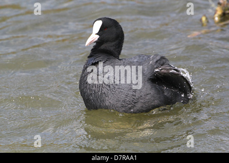 Dettagliato di close-up di un Eurasian folaga (fulica atra) il lavaggio e la pulizia dello stesso e spruzzi di acqua Foto Stock