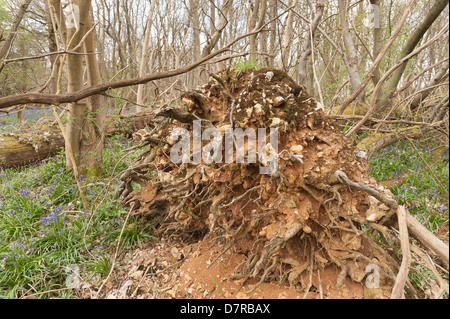 Albero di castagno soffiata oltre in uragano del 1987 ha germogliato di nuovo albero verticale la crescita tronchi dal gambo principale ora giace a terra Foto Stock