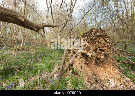 Albero di castagno soffiata oltre in uragano del 1987 ha germogliato di nuovo albero verticale la crescita tronchi dal gambo principale ora giace a terra Foto Stock