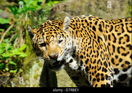 Femmina jaguar maculato (Panthera onca) in lo Zoo di Edimburgo, Scozia Foto Stock