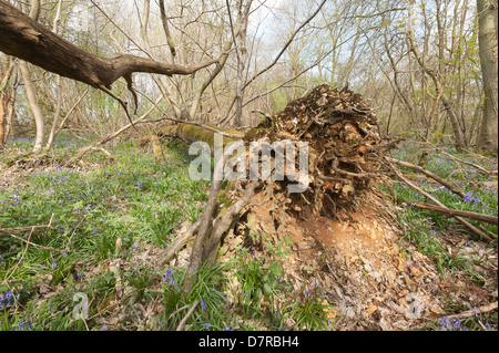 Albero di castagno soffiata oltre in uragano del 1987 ha germogliato di nuovo albero verticale la crescita tronchi dal gambo principale ora giace a terra Foto Stock