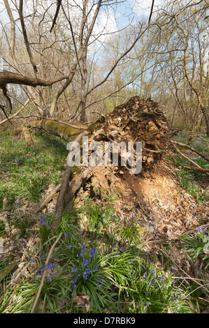 Albero di castagno soffiata oltre in uragano del 1987 ha germogliato di nuovo albero verticale la crescita tronchi dal gambo principale ora giace a terra Foto Stock