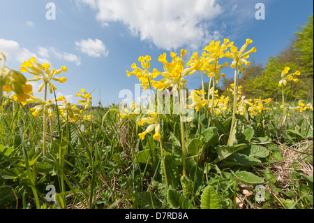 Inglese comune Cowslip primavera sbocciano fiori selvaggi sul sud gestito prateria chalk hill slope primrose giallo flusso selvatico Foto Stock