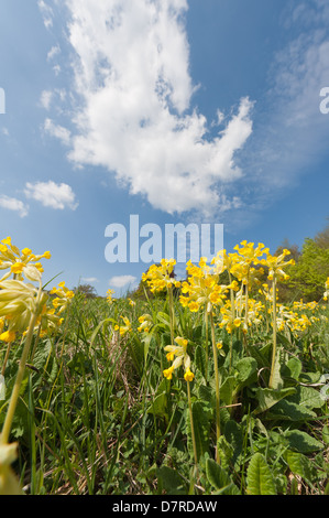 Inglese comune Primrose primavera sbocciano fiori selvaggi sul sud gestito prateria chalk hill slope primrose giallo flusso selvatico Foto Stock