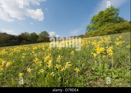 Inglese comune Cowslip primavera sbocciano fiori selvaggi sul sud gestito prateria chalk hill slope primrose giallo flusso selvatico Foto Stock