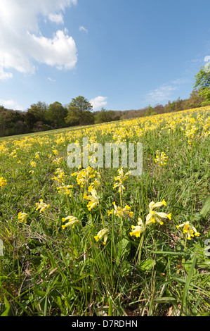 Inglese comune Primrose primavera sbocciano fiori selvaggi sul sud gestito prateria chalk hill slope primrose giallo flusso selvatico Foto Stock