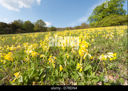 Inglese comune Primrose primavera sbocciano fiori selvaggi sul sud gestito prateria chalk hill slope primrose giallo flusso selvatico Foto Stock