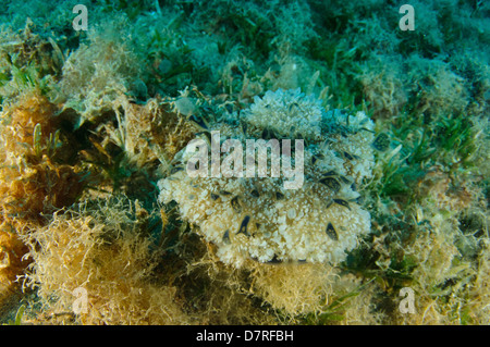 La fotografia subacquea di una barriera corallina del Mar Rosso Aqaba Giordania Foto Stock