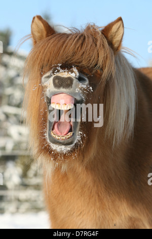 Sbadigliare cavallo islandese Foto Stock