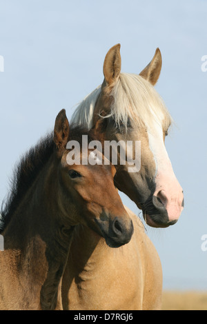 Paso Finos Foto Stock