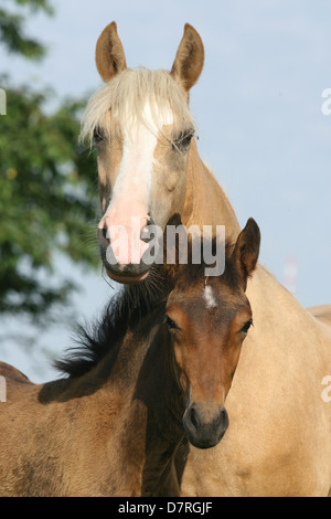 Paso Finos Foto Stock