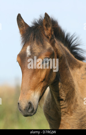 Puledro di Paso Fino Foto Stock