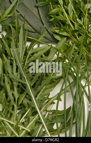 Fresche biologiche le erbe del giardino Foto Stock