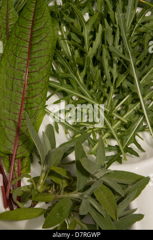 Fresche biologiche le erbe del giardino Foto Stock