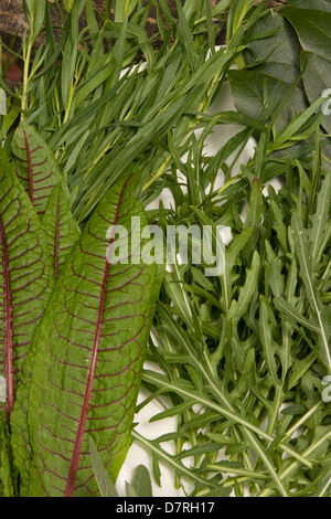 Fresche biologiche le erbe del giardino Foto Stock