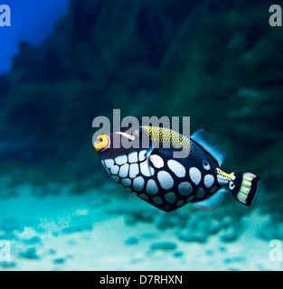 A grilletto (pesce balestra-clown, Balistoides Conspicillum) Foto Stock