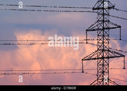 Centinaia di uccelli su linee elettriche Foto Stock