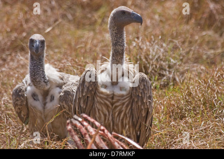 Rueppell il grifone Foto Stock