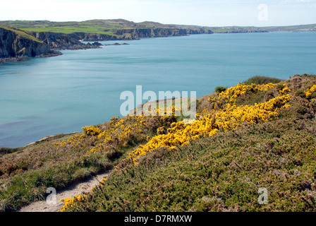 Gorse fiori sulla isola di dinas Pembrokeshire Wales UK Foto Stock