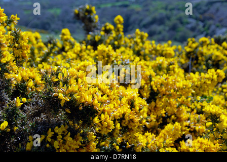 Gorse fiori sulla isola di dinas Pembrokeshire Wales UK Foto Stock