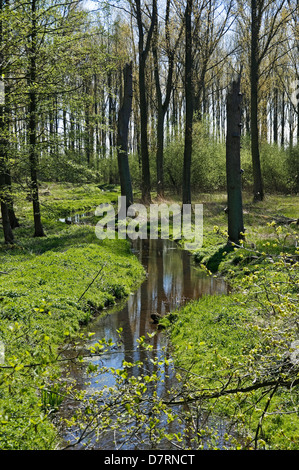 Riserva naturale in Meerbusch, NRW, Germania. Foto Stock