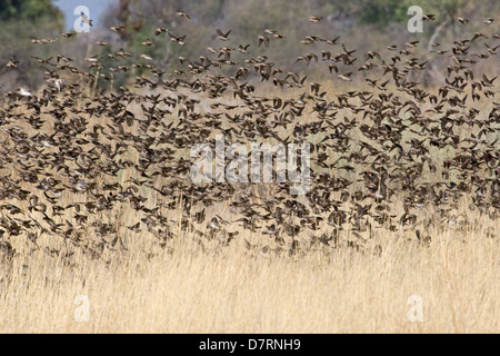 Rosso-fatturati quelea Foto Stock