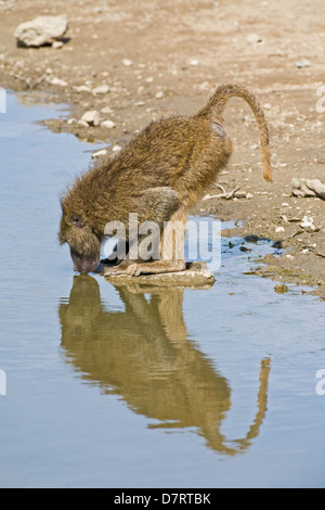 Babbuino di Chacma Foto Stock