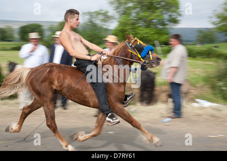Un velocizzando il cavallo e cavaliere a Appleby fiera, un incontro annuale di zingari e nomadi europee in Cumbria. Foto Stock