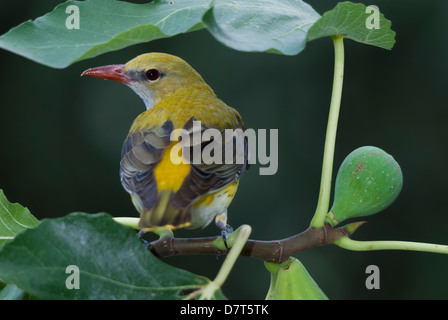 Femmina rigogolo (Oriolus oriolus) su un albero di fico con frutti Foto Stock