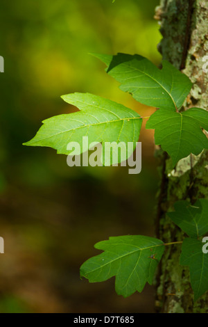 Poison Ivy (Toxicodendron radicans) rampicante vicino a Galveston, Texas. Foto Stock