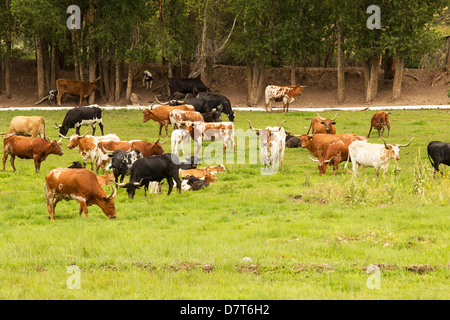 Allevamento di Texas Longhorn bestiame in pascolo verde. Foto Stock