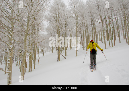 L'uomo arrampicata attraverso gli alberi in una tempesta di neve. Gobbler la manopola, sci backcountry, Uinta-Wasatch-Cache National Forest, Utah. (MR) Foto Stock