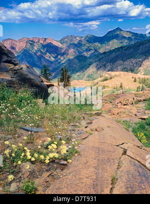 Fiori selvaggi e quarzite da sopra il lago di Blanche, Twin Peaks deserto Uinta-Wasatch-Cache National Forest, Utah. Foto Stock