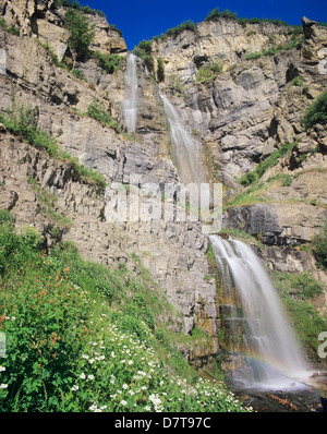 Stewart cade e fiori selvatici, vicino a Mt. Timpanogos, Uinta-Wasatch-Cache National Forest, vicino Sundance e Provo, Utah. Foto Stock