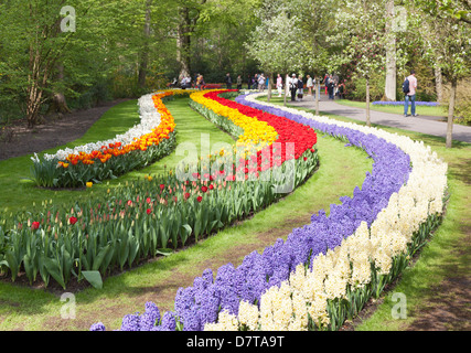 Il Keukenhof Lisse, Holland - strisce di blu e bianco giacinti e il rosso e il giallo e bianco i tulipani Foto Stock