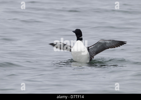 Loon comune (Gavia immer), in allevamento piumaggio, sbattimenti è ali Foto Stock