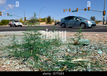 Un erbicida applicato alla strada delle erbe infestanti in Tucson, Arizona, Stati Uniti. Foto Stock