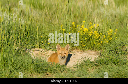 Red Fox (Vulpes vulpes Fulva) Kit a den vicino a Saratoga, Wyoming Foto Stock