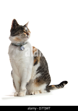 Domestico pelo corto gatto fotografato in uno studio con un sfondo bianco adatto per cut-out Foto Stock