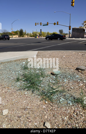 Un erbicida applicato alla strada delle erbe infestanti in Tucson, Arizona, Stati Uniti. Foto Stock