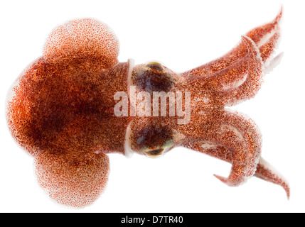 Presenta verrucosa Bobtail Squid (Rossia palpebrosa) animale mare di Kara Foto Stock