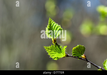 Primo piano della nuova Betulla foglie, un simbolo per la primavera Foto Stock