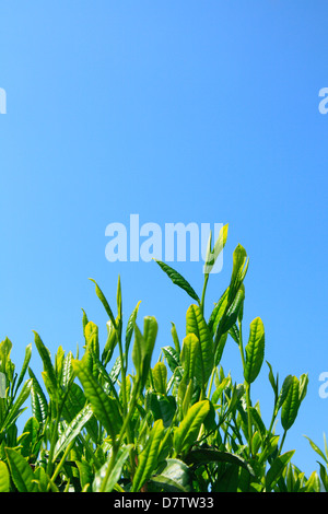 Le foglie di tè e cielo blu Foto Stock